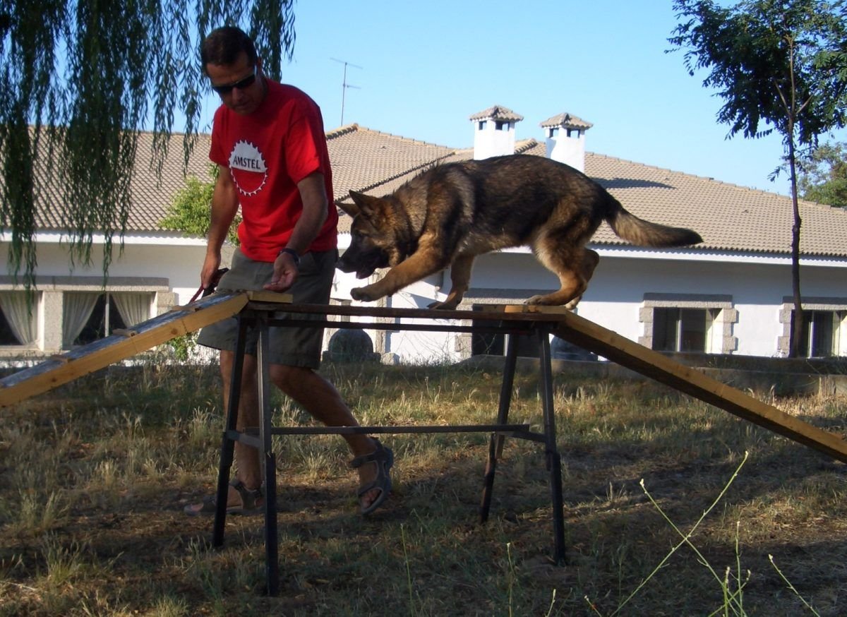 perro centro de cría caballar